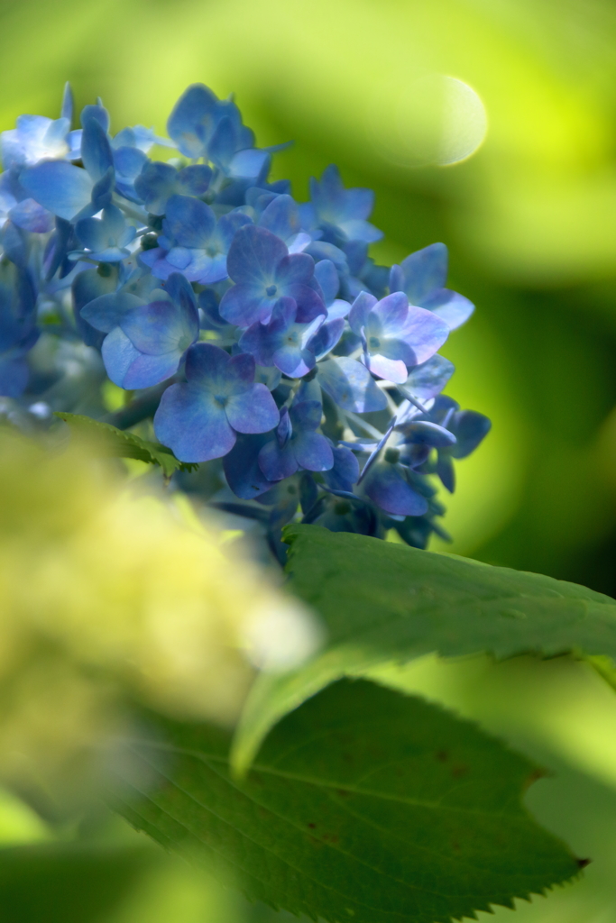 紫陽花 2017 相模原北公園(5)