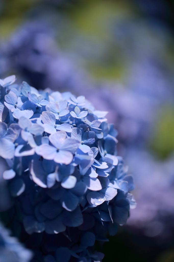紫陽花 2016　３　ひとときの晴れ間に