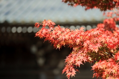 高尾山の紅葉