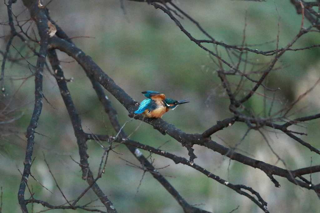 3月のカワセミ（2）