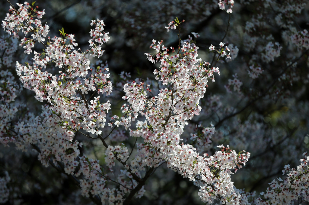 上野恩賜公園の桜(2)
