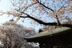 喜多院の桜(10)