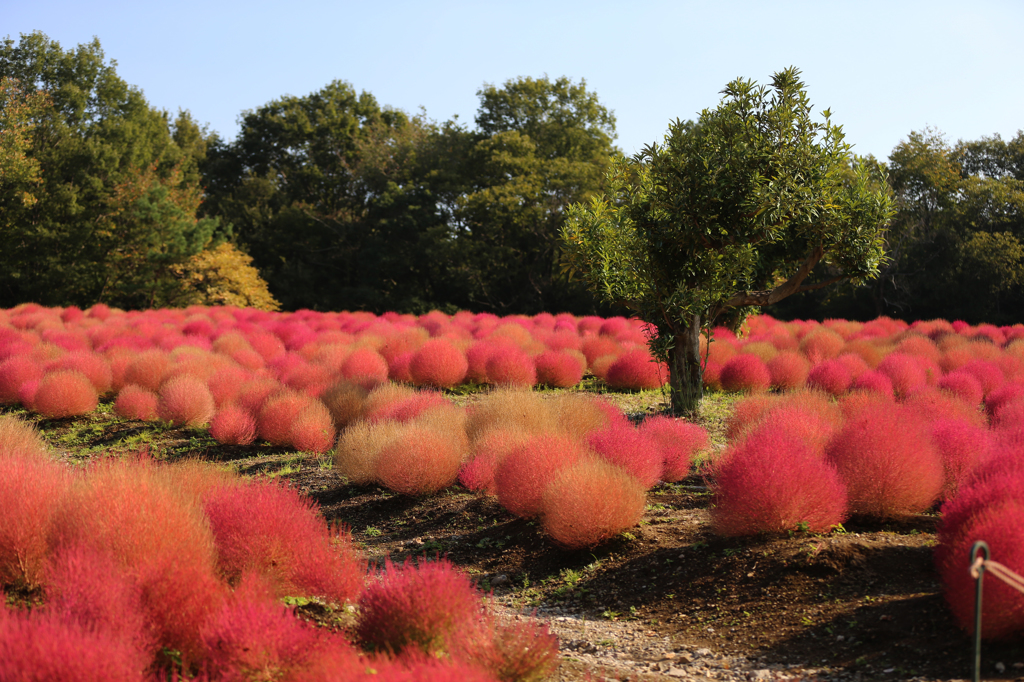 森林公園のコキア(1)