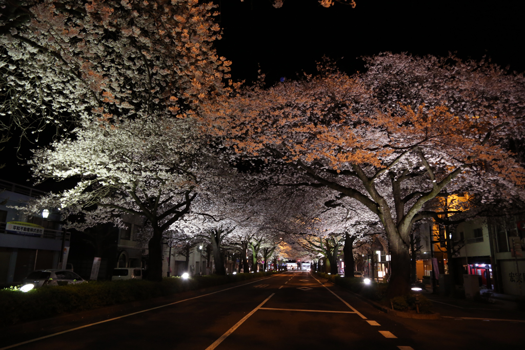 夜桜(3)