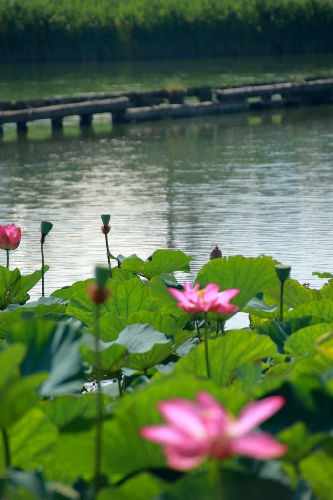 湖畔に咲く花