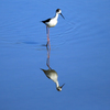 伊佐沼の鳥たち(1)