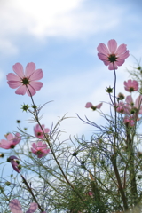 初秋の秋桜 2017 (11)