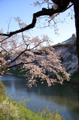 千鳥ヶ淵の桜(1)