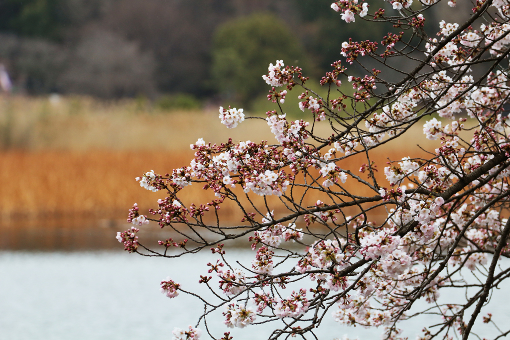 上野恩賜公園の桜 in 2017　その1