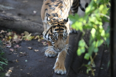 上野動物園　トラ