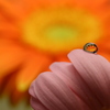 花としずく(5)