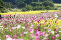 森林公園のコスモス畑(2)