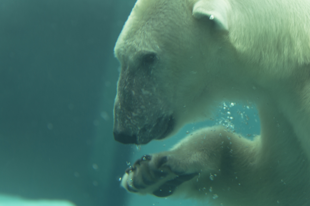 水中の北極クマ