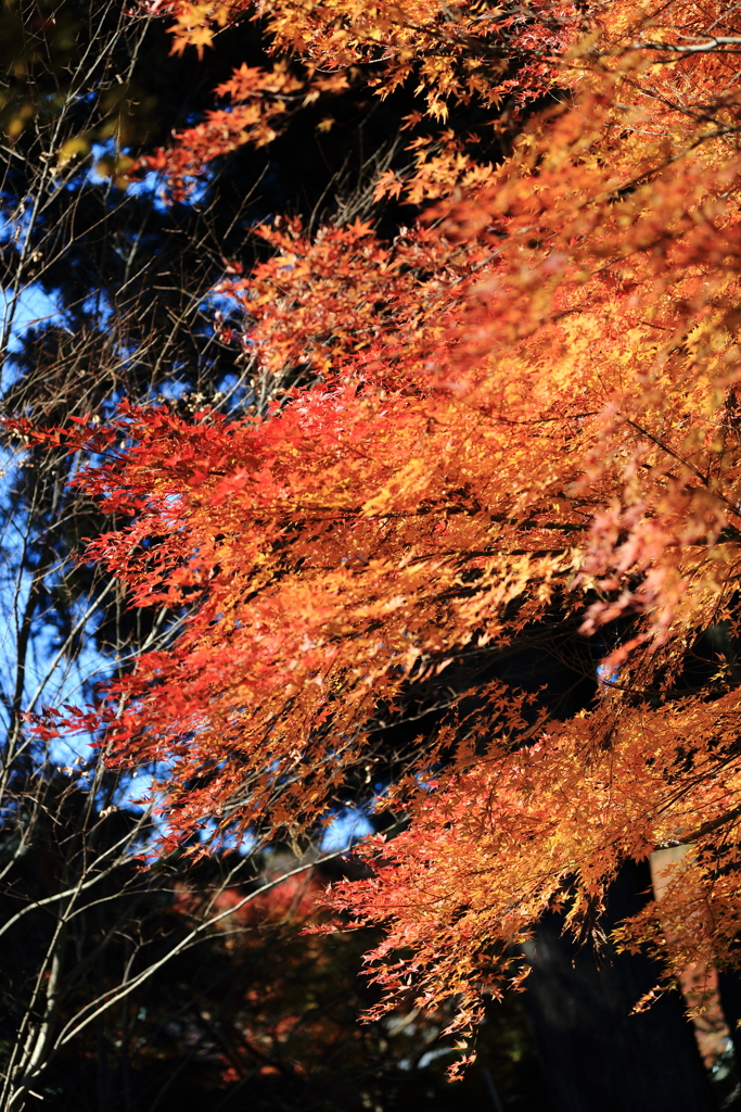 高尾山の紅葉　2017(12)