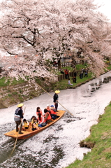 新河岸川桜祭り(1)