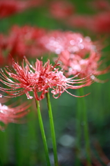 巾着田の曼珠沙華(2)