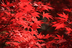 長瀞の紅葉2014(7DmarkII_9)