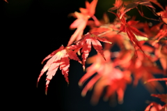 高尾山の紅葉