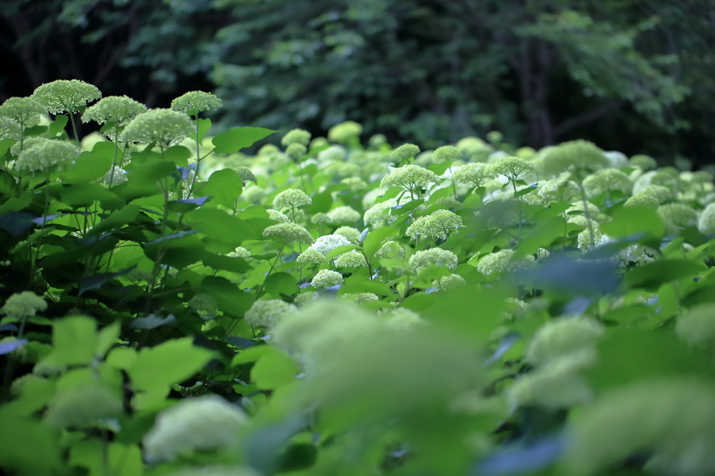 紫陽花 2016　５　ひっそりと