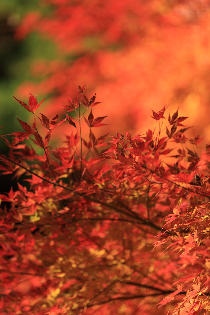 高尾山の紅葉　2017(5)