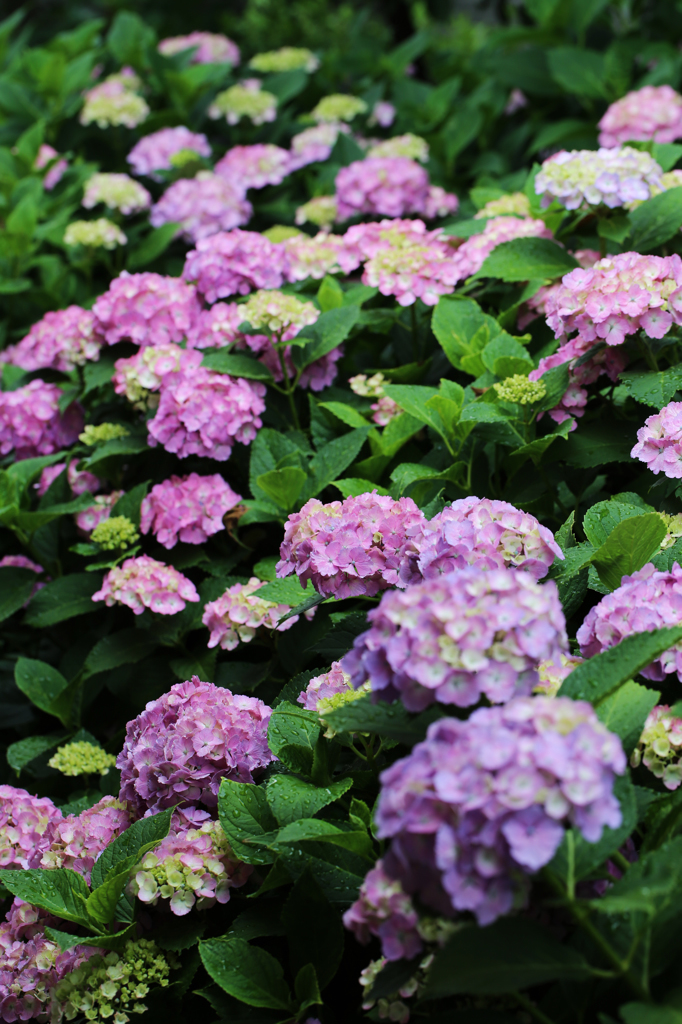 白山神社の紫陽花（3）