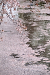 新河岸川桜祭り(4)