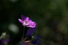 '11kyuuryou