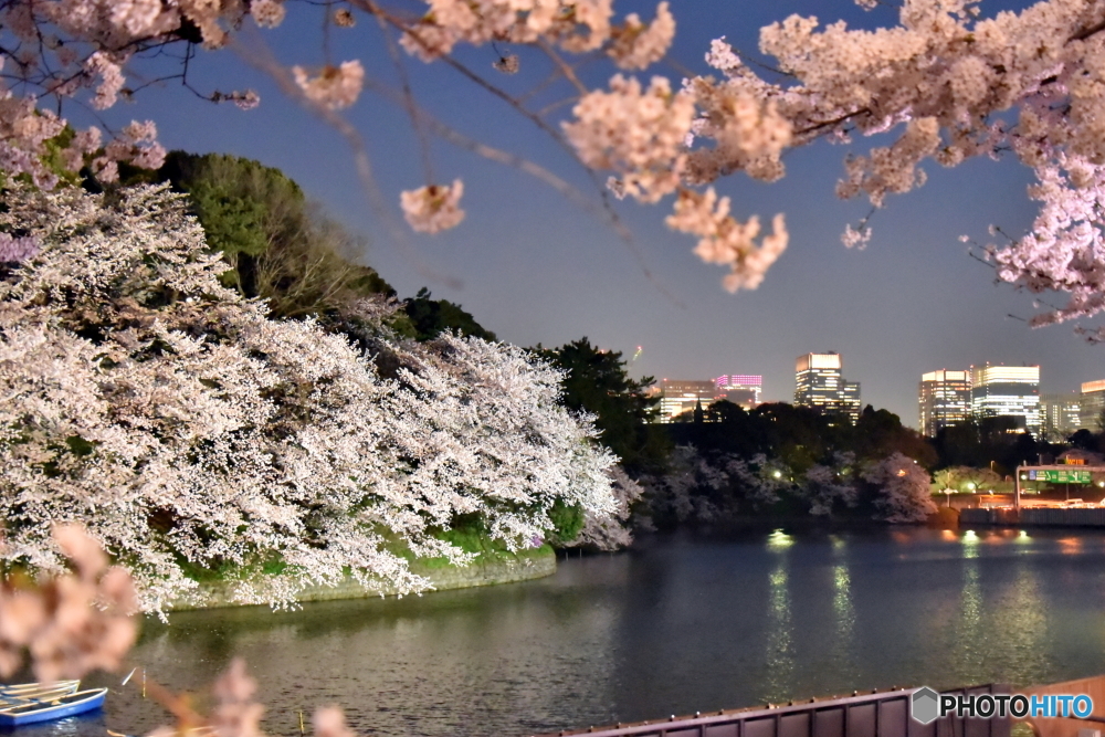 千鳥ヶ淵の桜