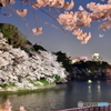 千鳥ヶ淵の桜