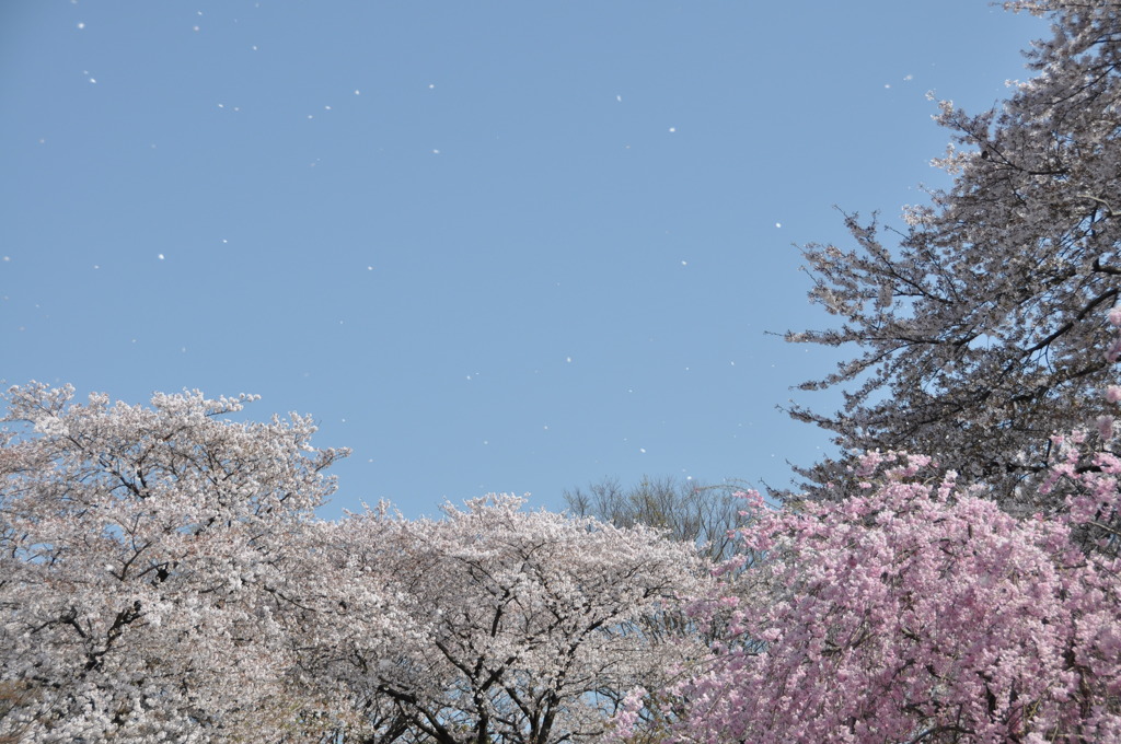 File_019