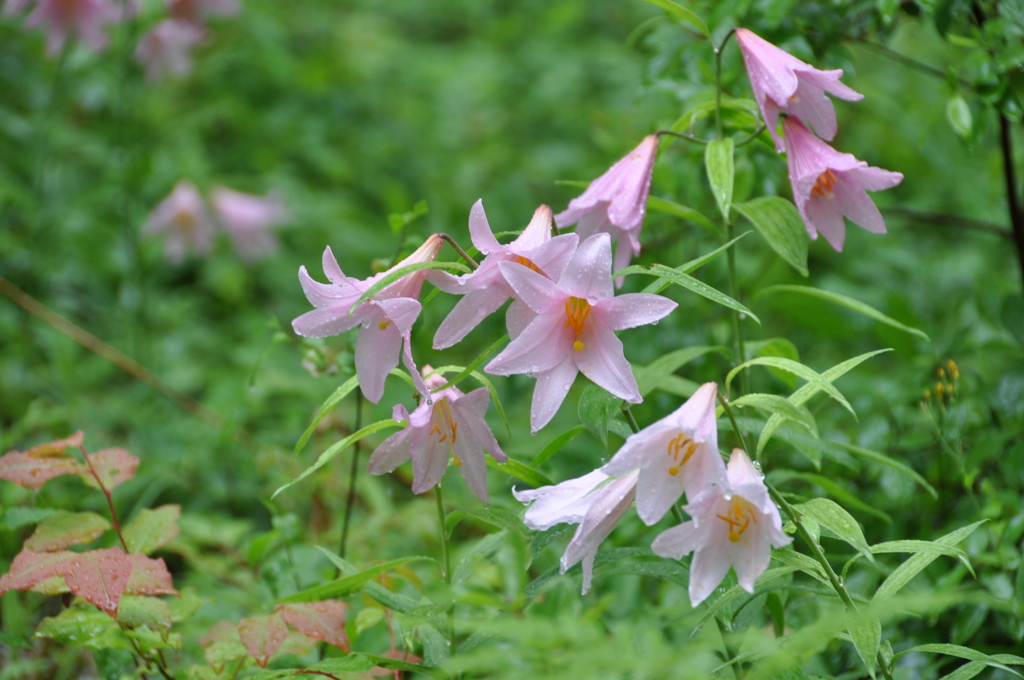 File_068