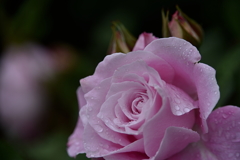 雨の中の薔薇