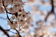 信濃川の桜２