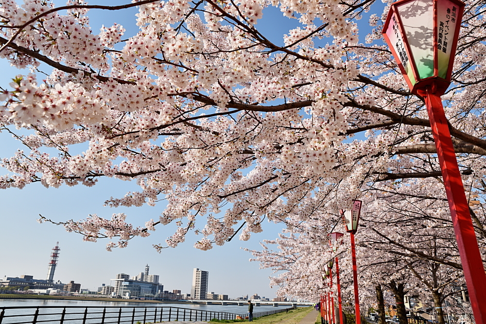 信濃川の桜