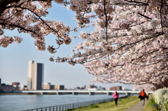 信濃川の桜３