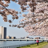 信濃川の桜３