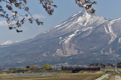 磐梯山と桜