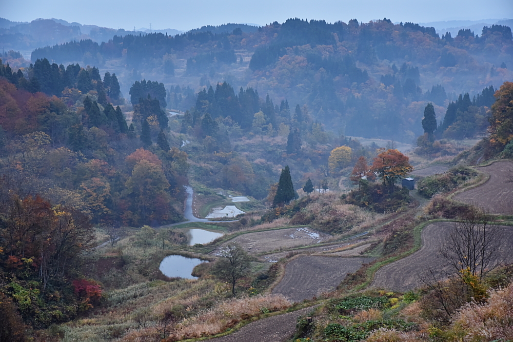 雨の棚田