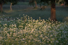 ソバの花