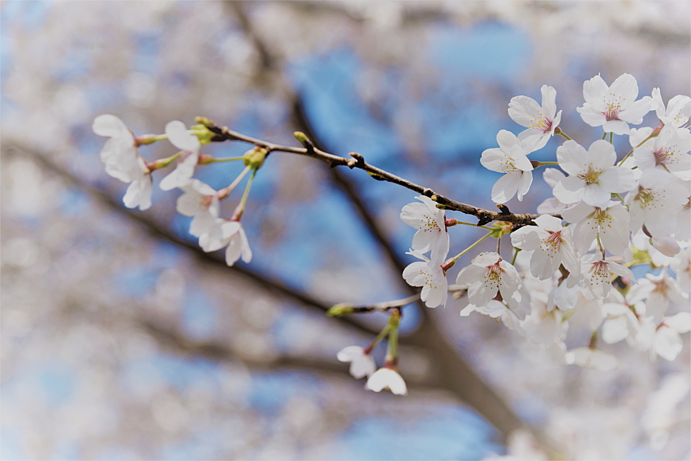 SAKURA