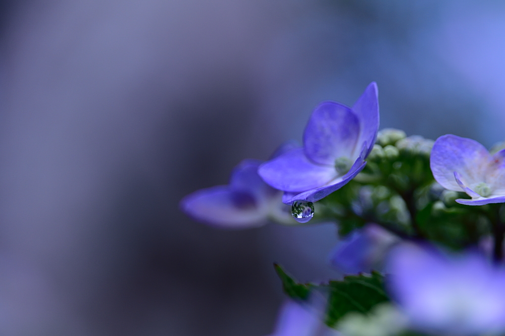 雫