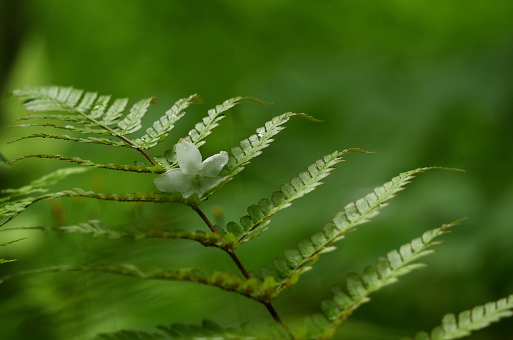 花一輪