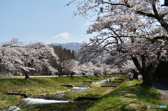 観音寺川の桜