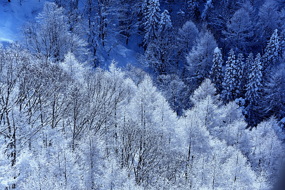 樹氷