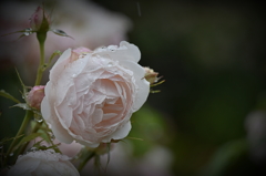 雨の中の薔薇