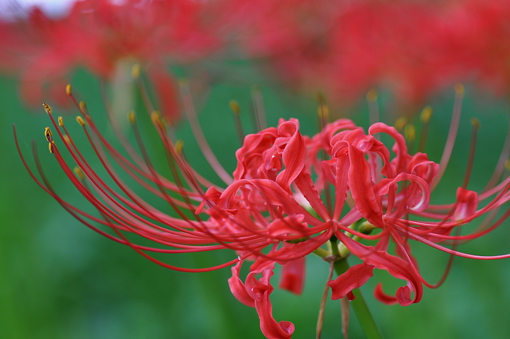 深紅