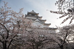 桜に抱かれて