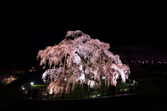 夜桜