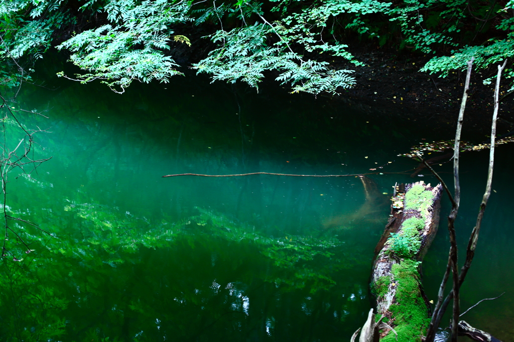 緑の池