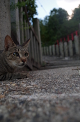 ねこ